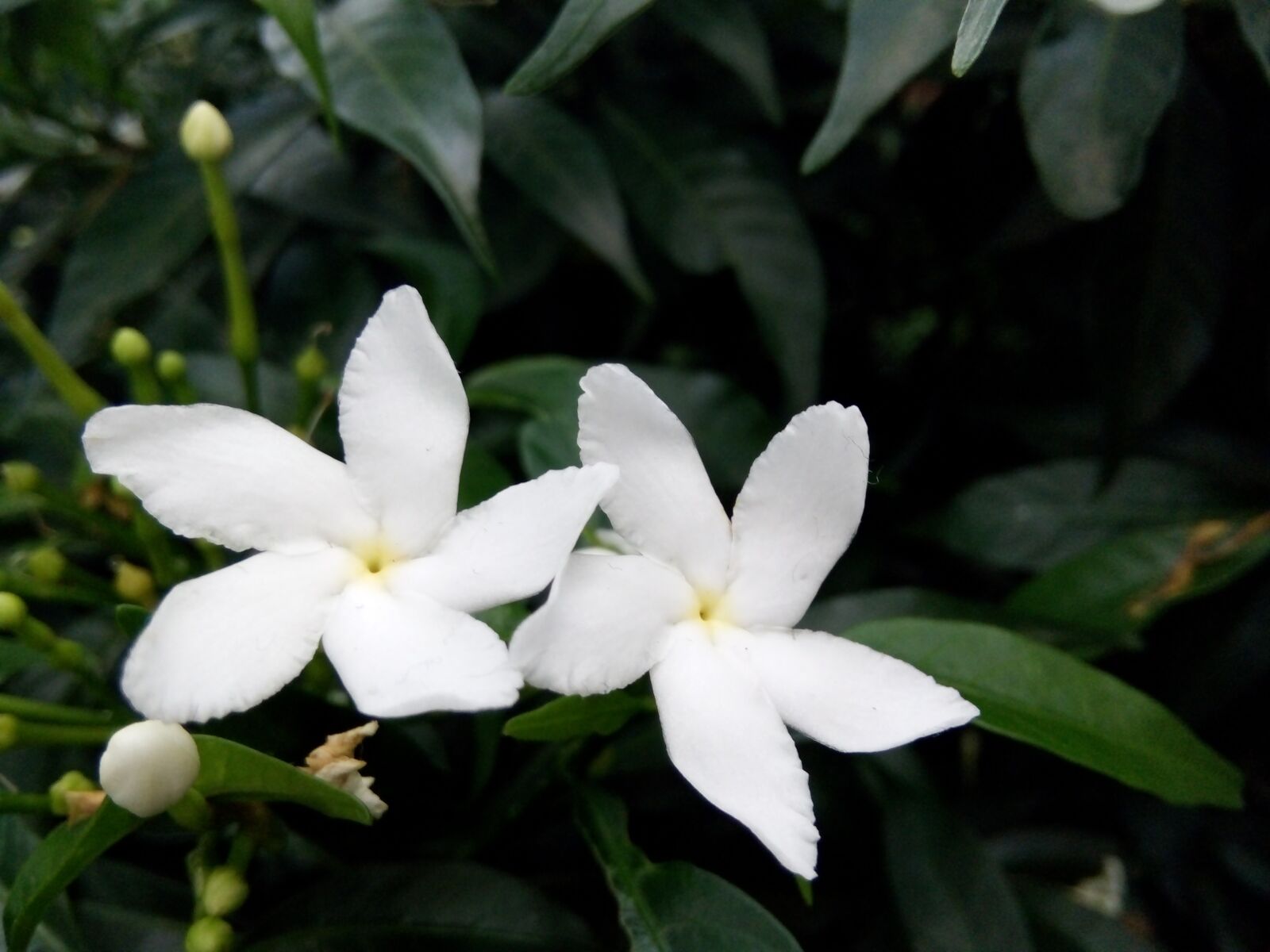 OPPO A1603 sample photo. Nature, flowers, spring photography