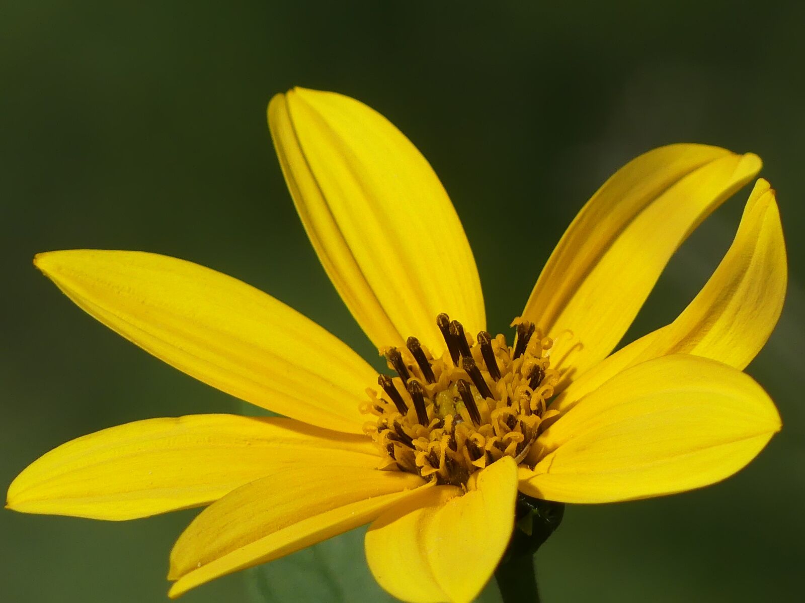 Panasonic Lumix DMC-FZ300 sample photo. Fiore, topinambur, flower photography