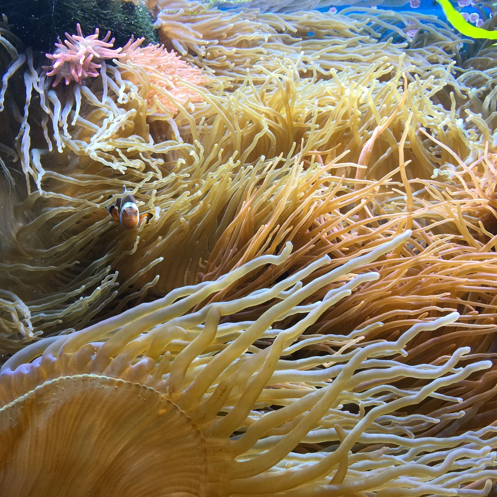 iPhone 6 Plus back camera 4.15mm f/2.2 sample photo. Deep, sea, water photography