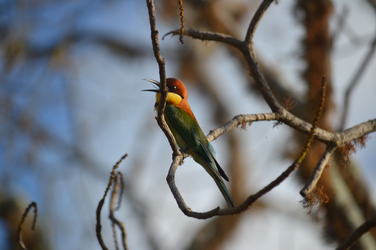 Nikon D3100 sample photo. Bee, eater, yala, national photography