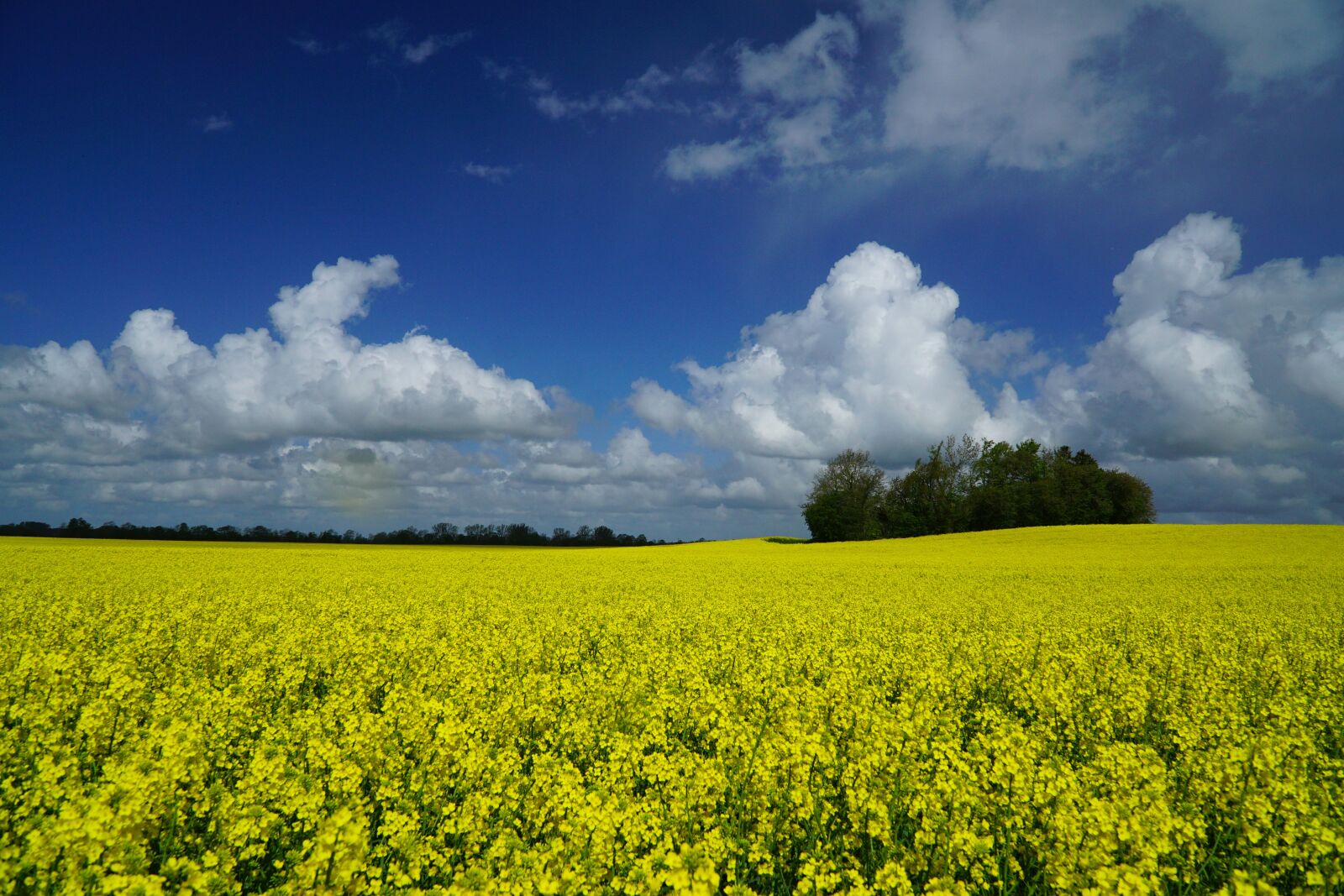 Sony a6000 + Sony E PZ 18-105mm F4 G OSS sample photo. Spring, oilseed rape, field photography