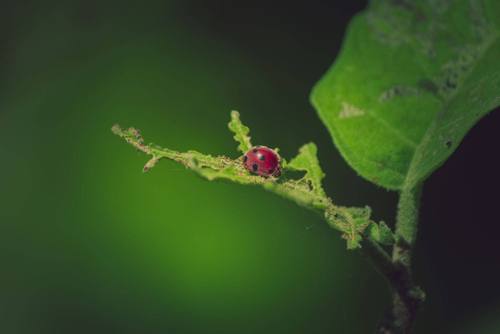 Canon EOS 700D (EOS Rebel T5i / EOS Kiss X7i) sample photo. Bug, lady, bug, macro photography