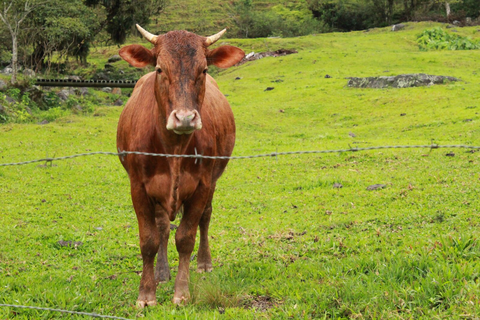 Canon EOS 1300D (EOS Rebel T6 / EOS Kiss X80) sample photo. Boi, horns, cattle photography