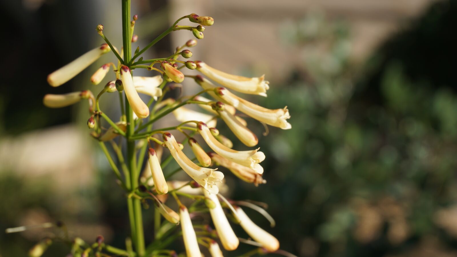 Sony E 16-50mm F3.5-5.6 PZ OSS sample photo. Plant, flower, blossom photography