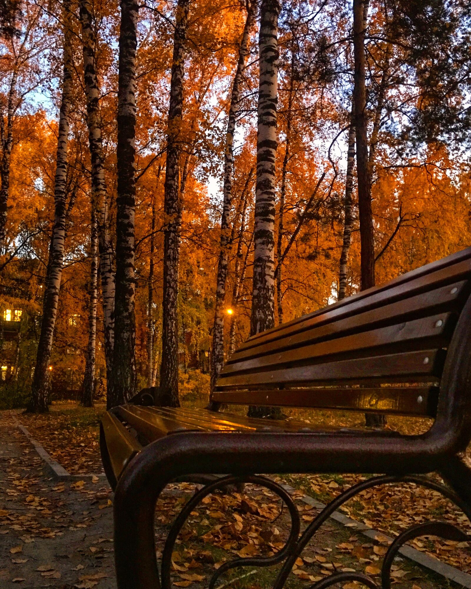iPhone 6s Plus back camera 4.15mm f/2.2 sample photo. Autumn, october, bench photography