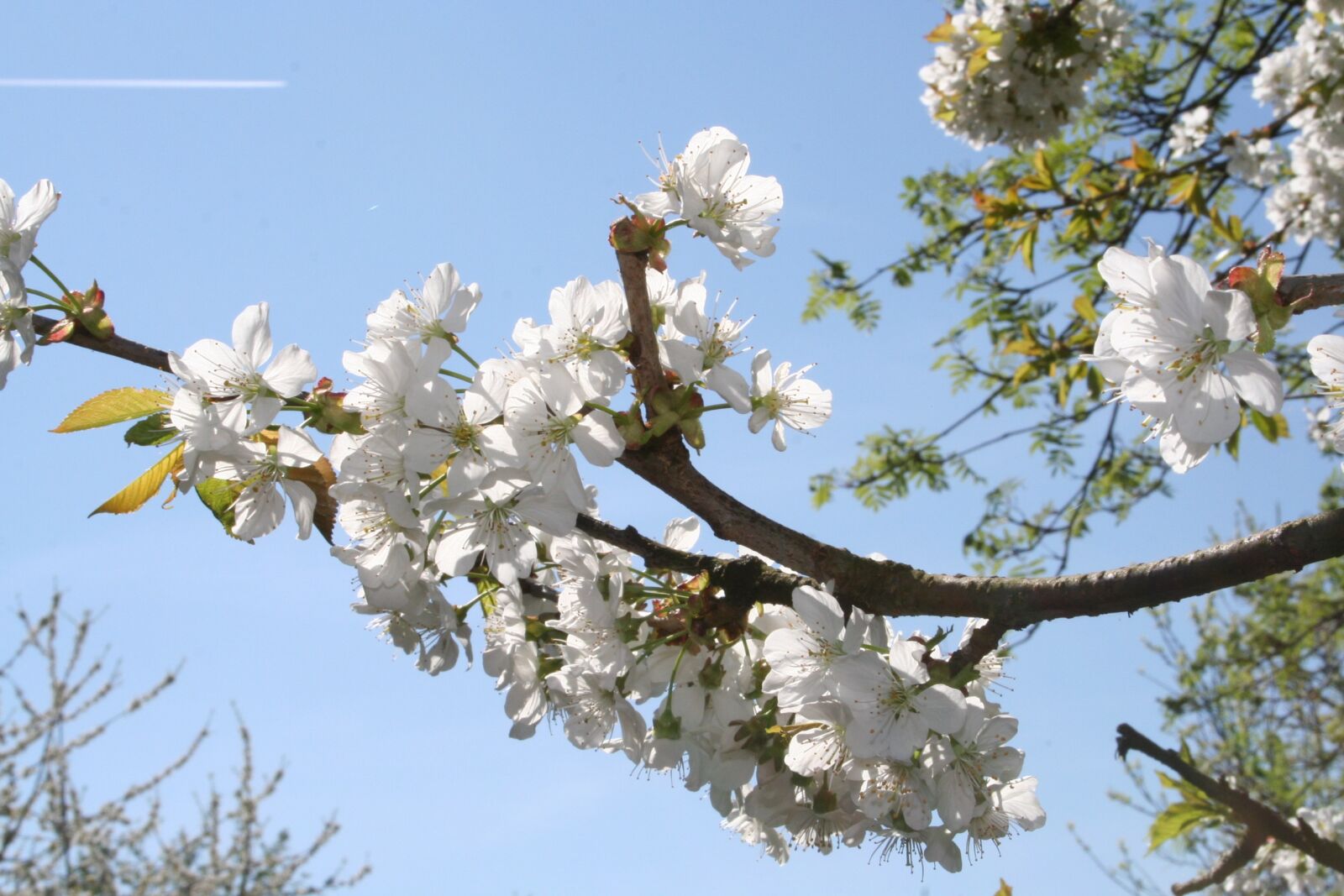 Canon EOS 350D (EOS Digital Rebel XT / EOS Kiss Digital N) sample photo. Cherry blossom, tree, flower photography