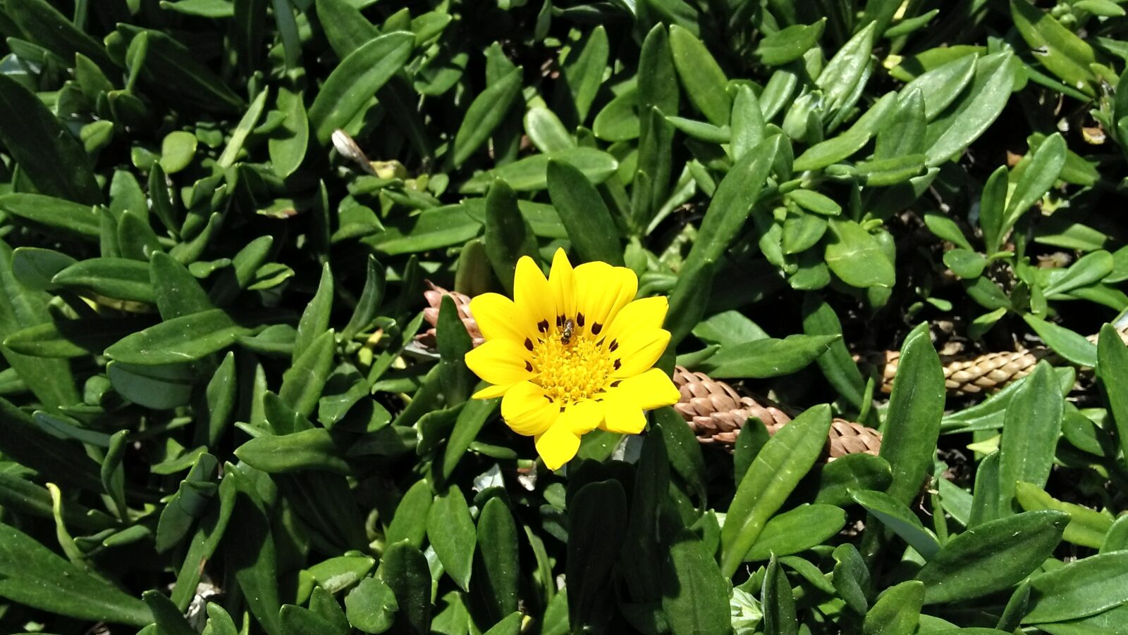 OPPO A37fw-International sample photo. Nature, flora, flower photography