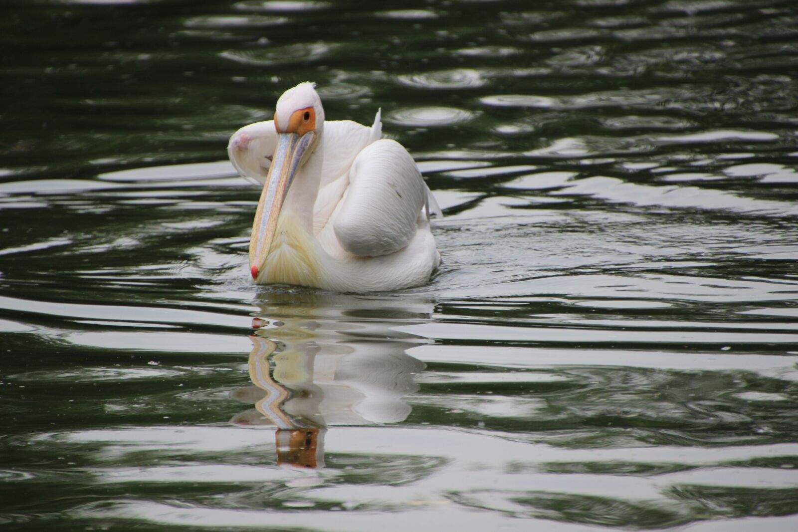 Canon EOS 600D (Rebel EOS T3i / EOS Kiss X5) sample photo. Pelican, bird, animal photography