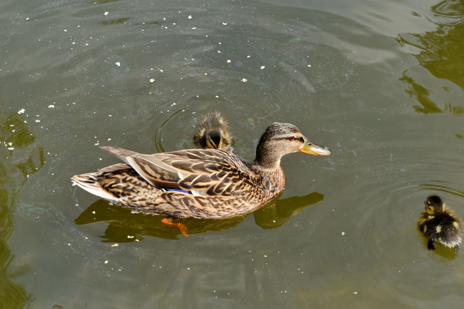Nikon D5500 sample photo. Wildlife, duck, aquatic bird photography