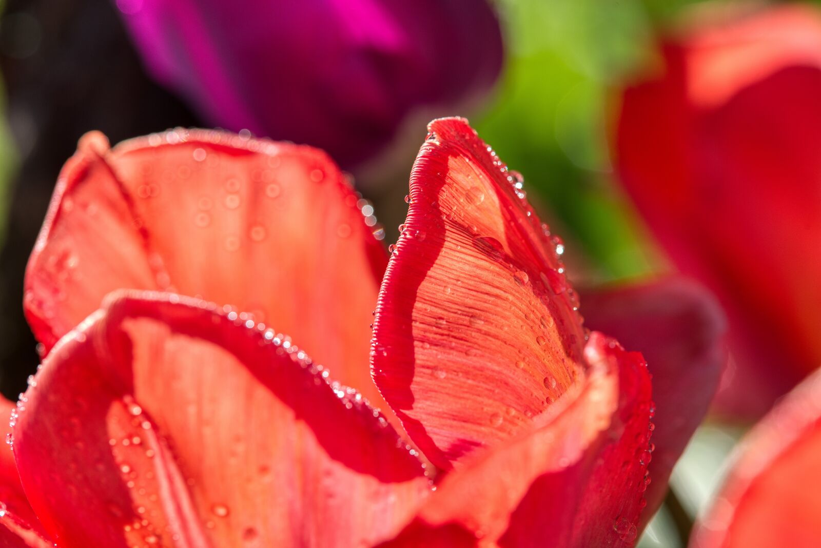 Nikon D750 sample photo. Tulips, petals, structure photography