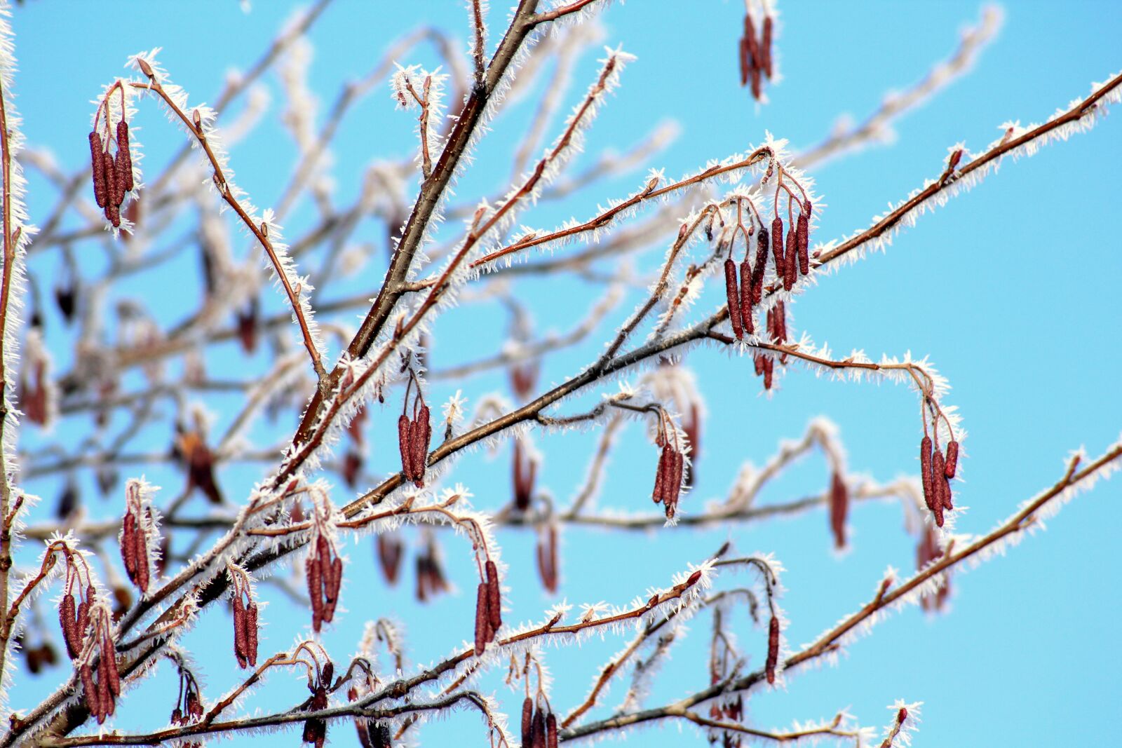 Canon EOS 1200D (EOS Rebel T5 / EOS Kiss X70 / EOS Hi) sample photo. Winter, january, tree photography