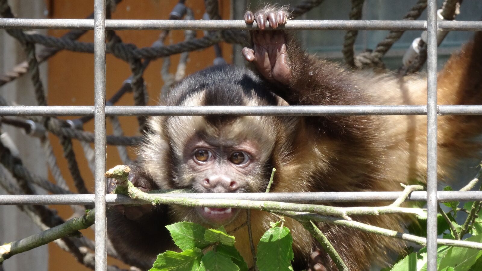 Sony DSC-HX50 sample photo. Animal, mammal, cage photography