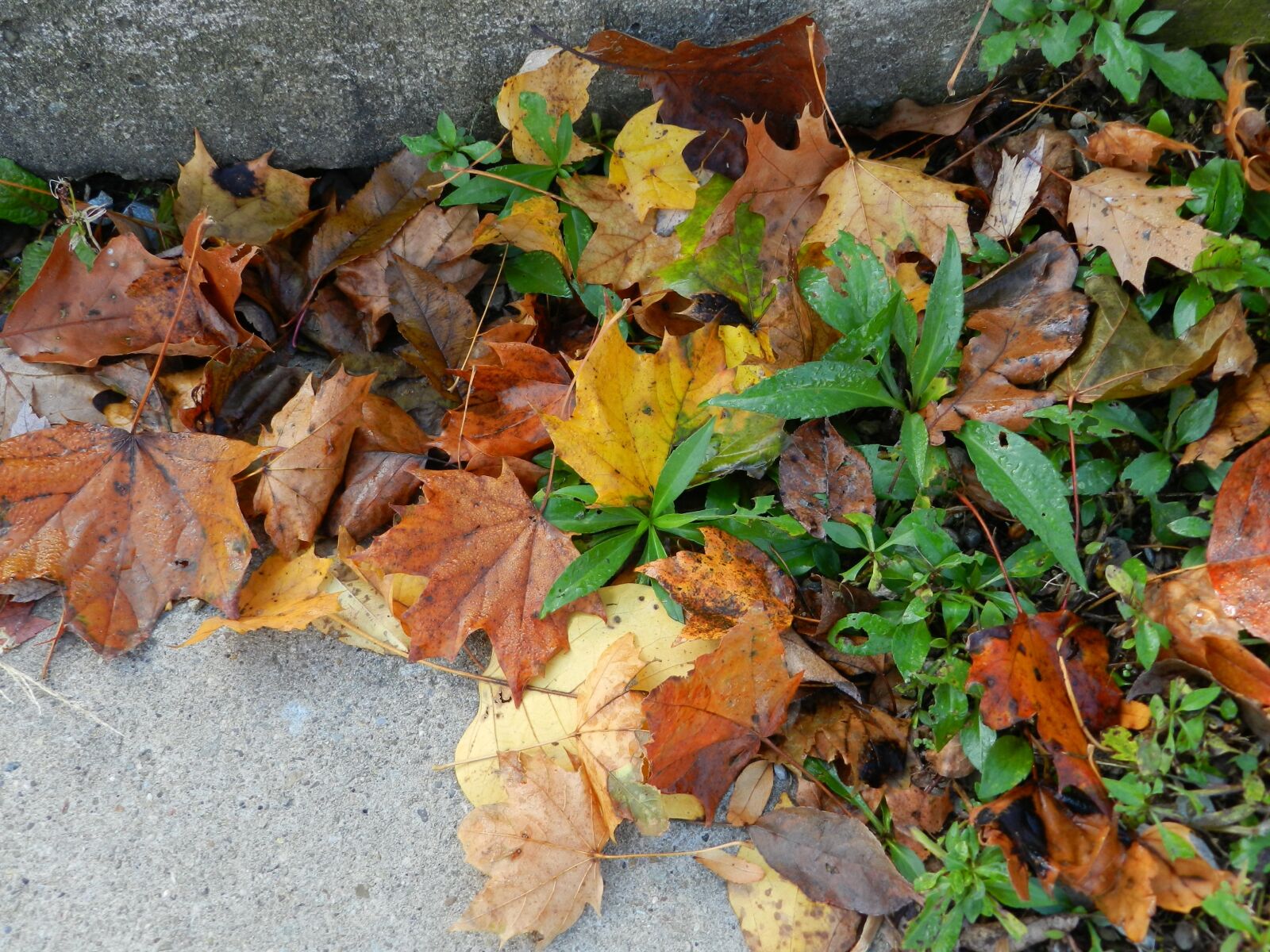 Nikon Coolpix P500 sample photo. Leaves, weeds, fall photography