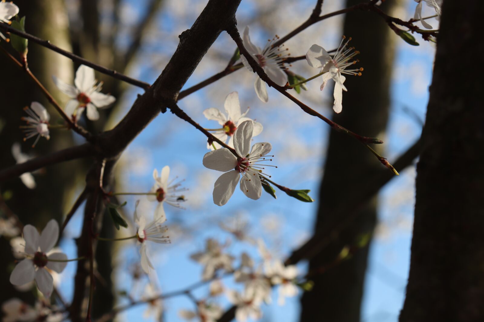 Canon EOS 200D (EOS Rebel SL2 / EOS Kiss X9) sample photo. Flower, tree, spring photography