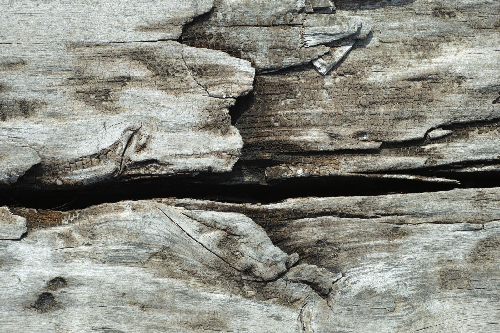 Sigma DP3 Merrill sample photo. Texture, wood-fibre boards, wood photography