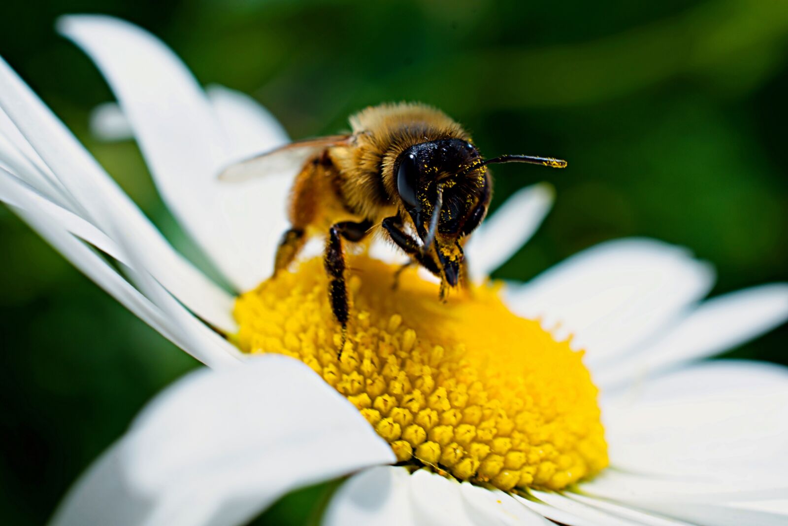 Nikon D3400 sample photo. Green, wing, petal photography