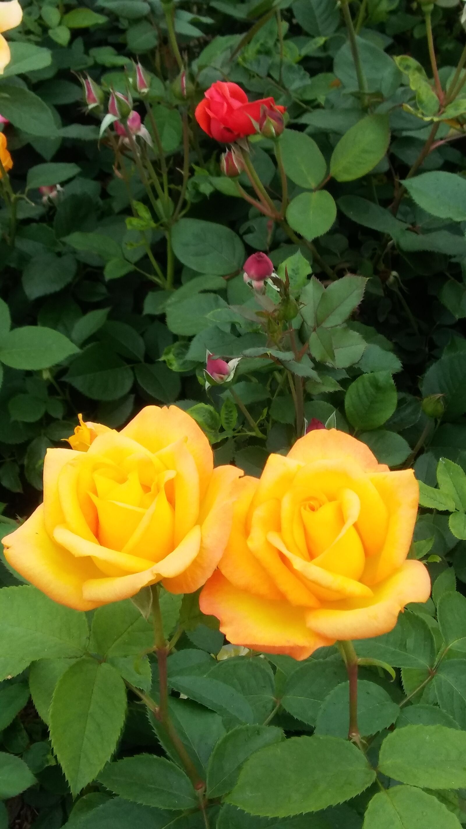LG K10 sample photo. Rose, yellow rose, garden photography