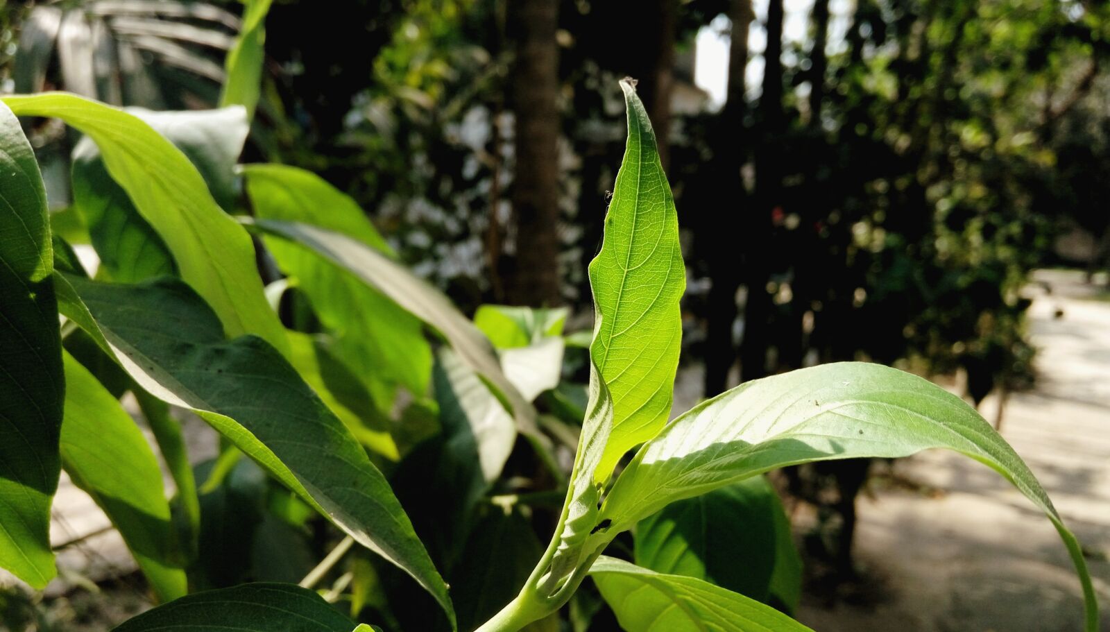 HTC D728W sample photo. Leaf, nature, flora photography