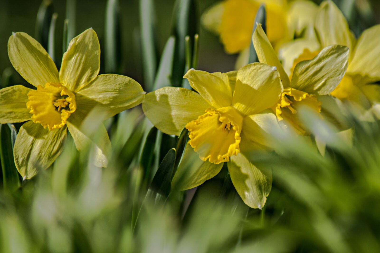 Nikon D7100 sample photo. Flower, nature, plant photography