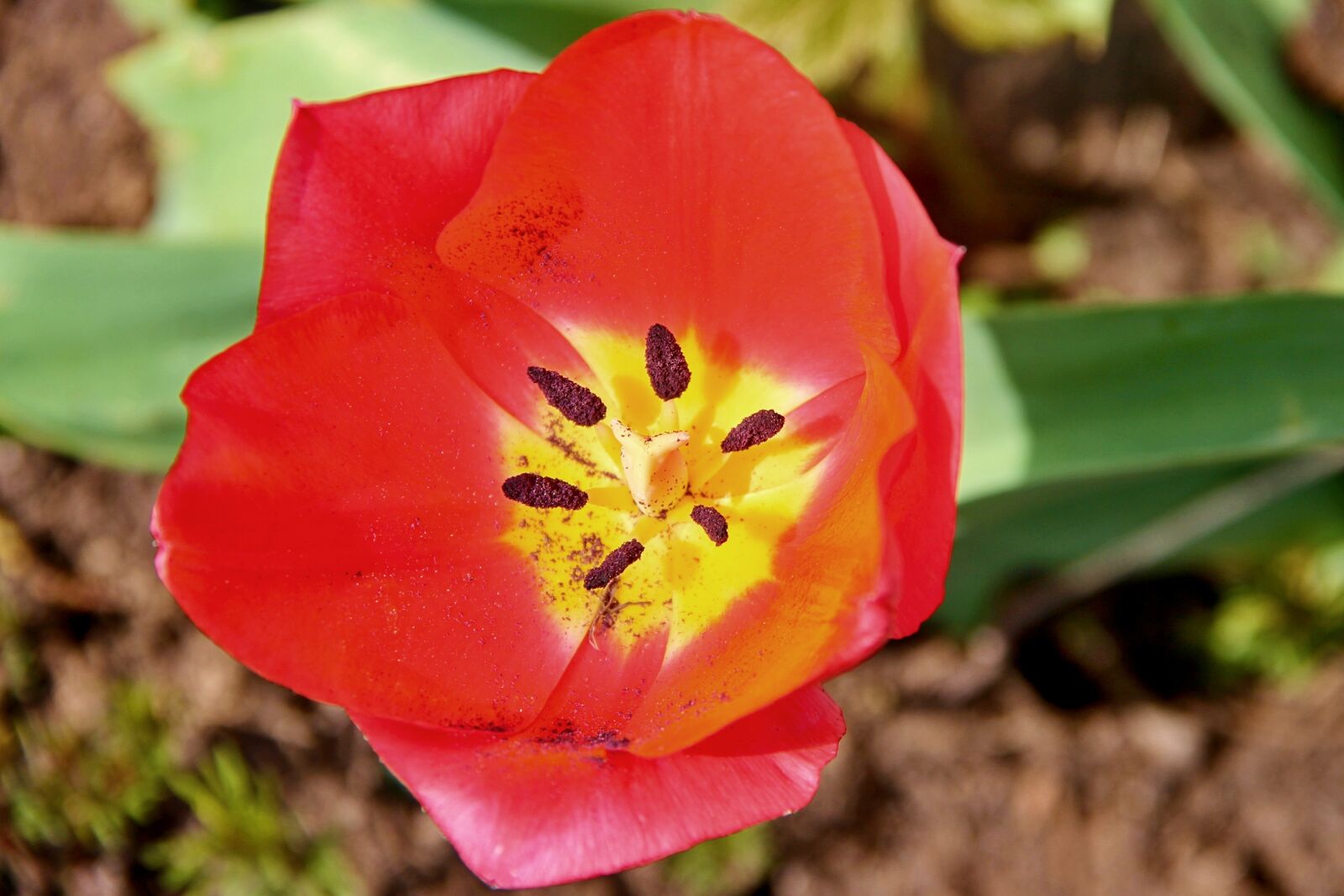 Canon EOS 1100D (EOS Rebel T3 / EOS Kiss X50) sample photo. Tulip, red, blossom photography