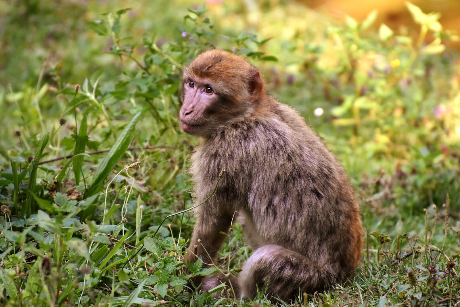 Nikon D7200 sample photo. Barbary ape, endangered species photography