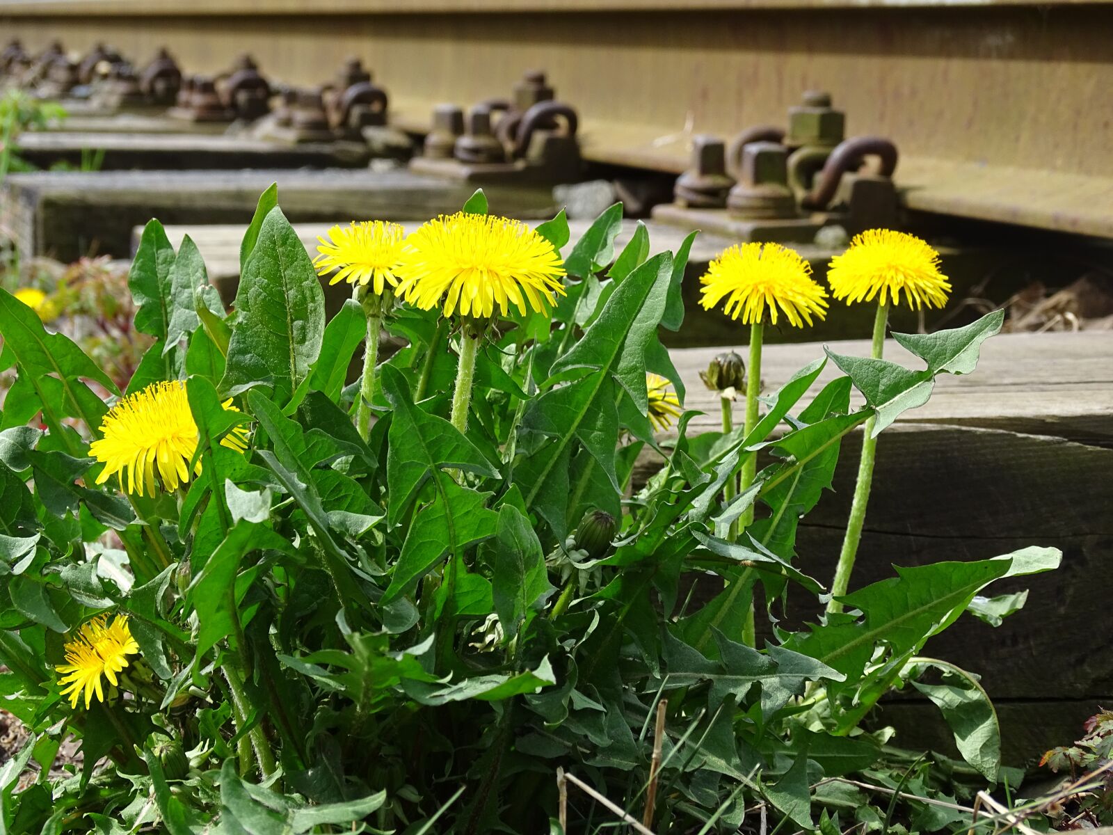 Sony Cyber-shot DSC-HX400V sample photo. Dandelion, flower, yellow photography