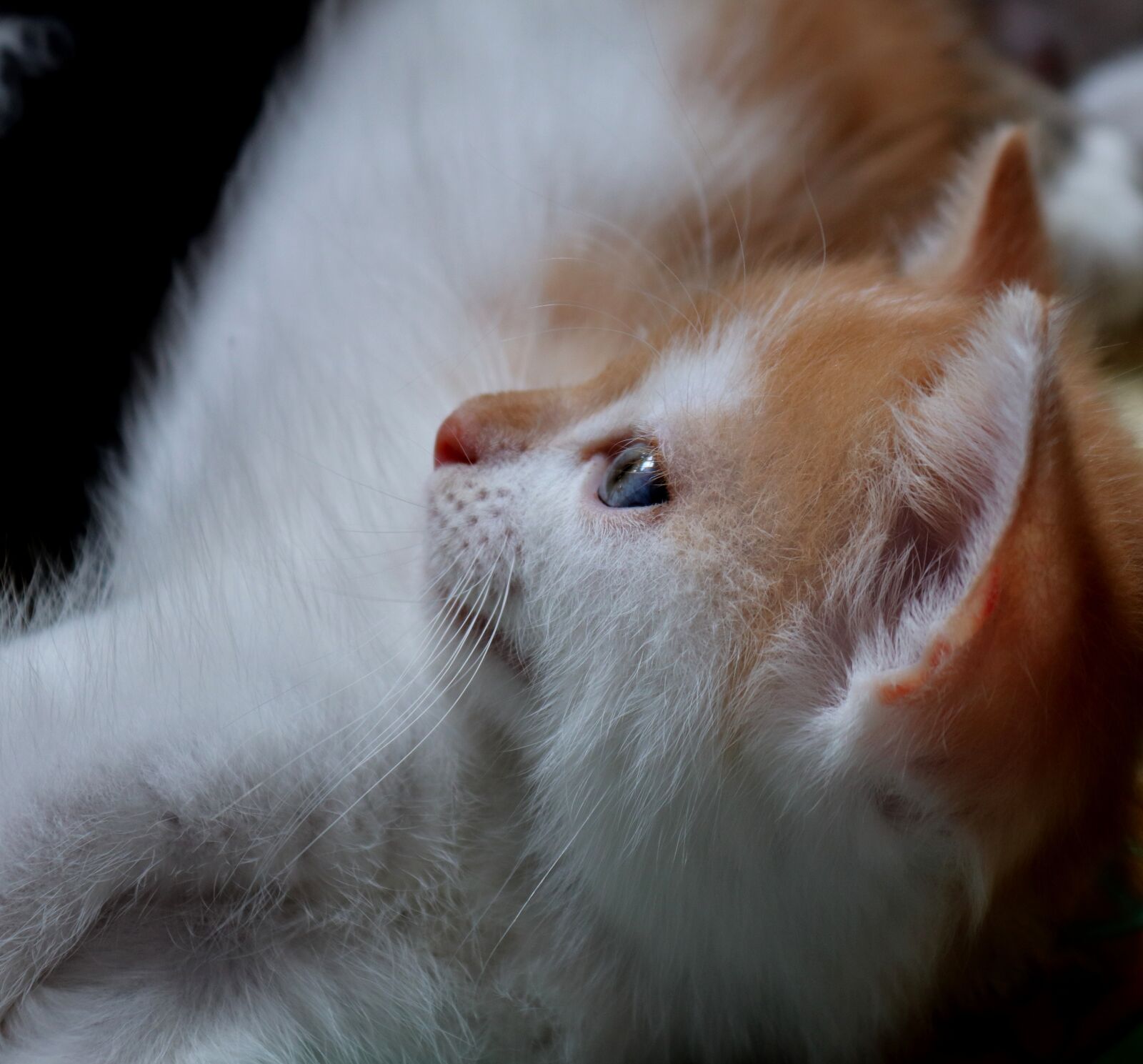 Canon EOS 200D (EOS Rebel SL2 / EOS Kiss X9) sample photo. Cat, animal, pet photography