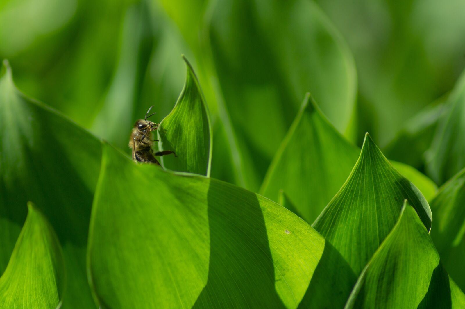 Sony SLT-A37 sample photo. Bees, flower, spring photography