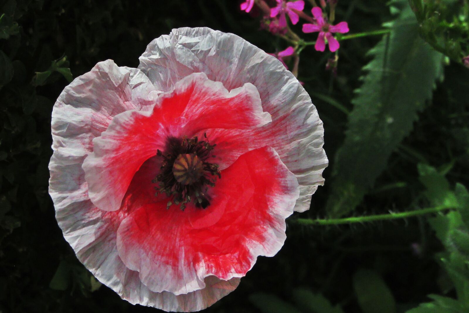 Canon PowerShot SX610 HS sample photo. Flower, poppy, red flower photography