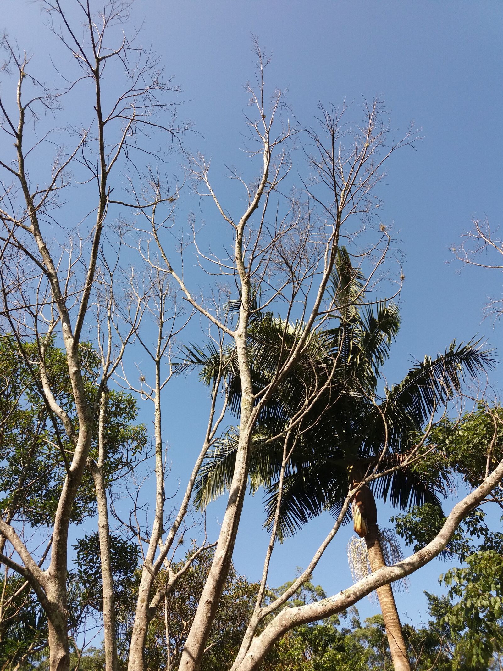 Samsung Galaxy J5 sample photo. Sesc, interlagos, brazil photography