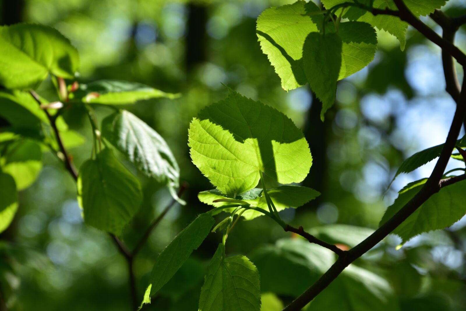 Nikon D3400 sample photo. Lime, nature, shadow photography