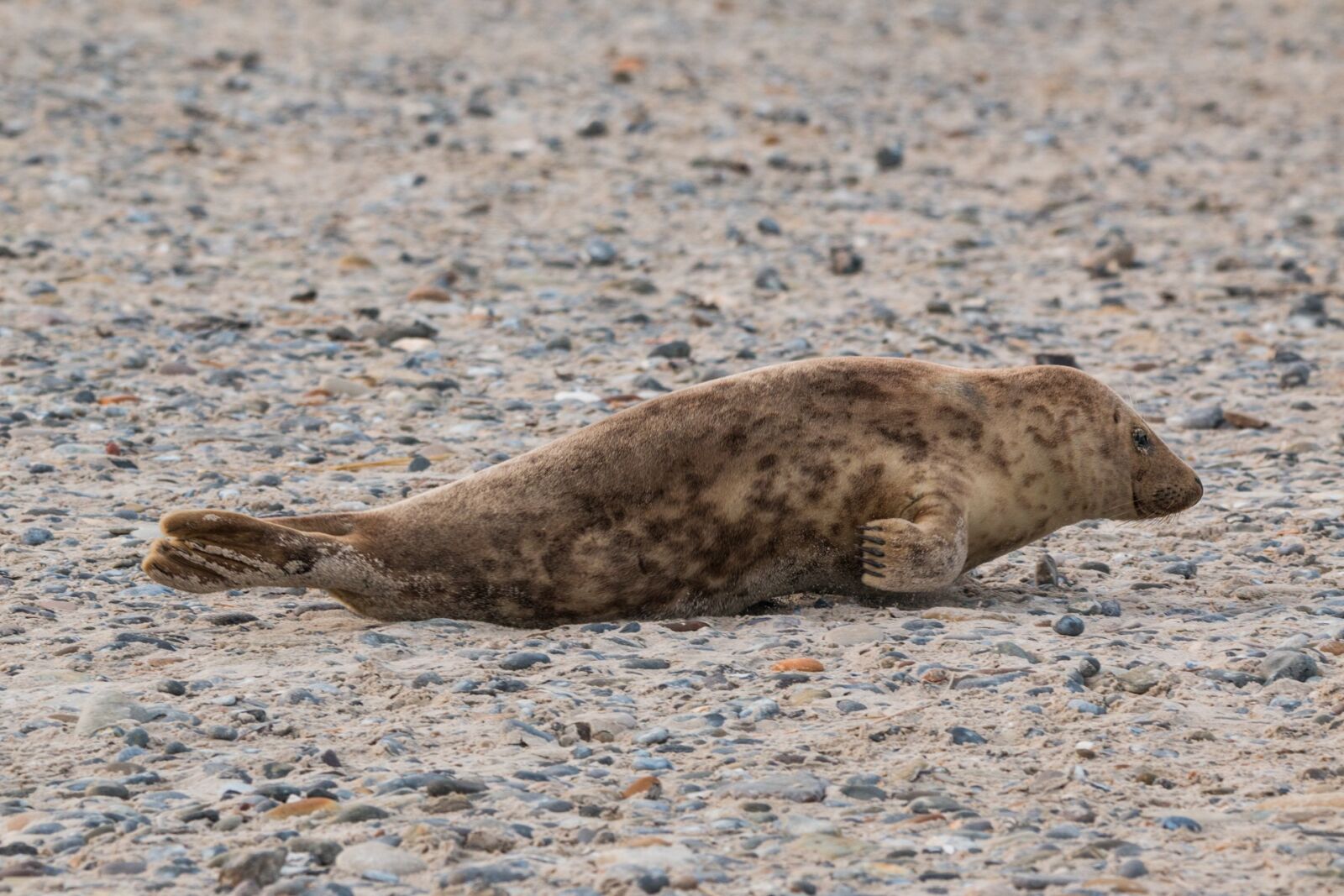 Canon EOS 70D + 150-600mm F5-6.3 DG OS HSM | Contemporary 015 sample photo. Robbe, grey seal, helgoland photography