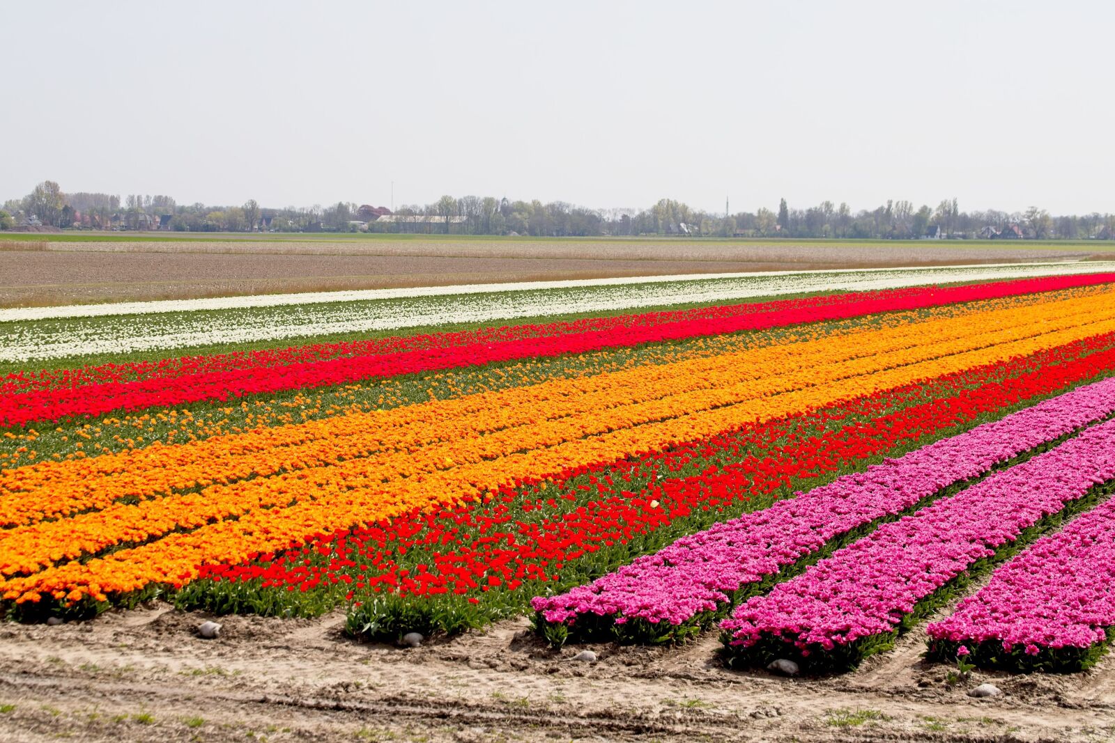 Canon EOS 6D Mark II sample photo. Bulbs, bulb fields, tulips photography