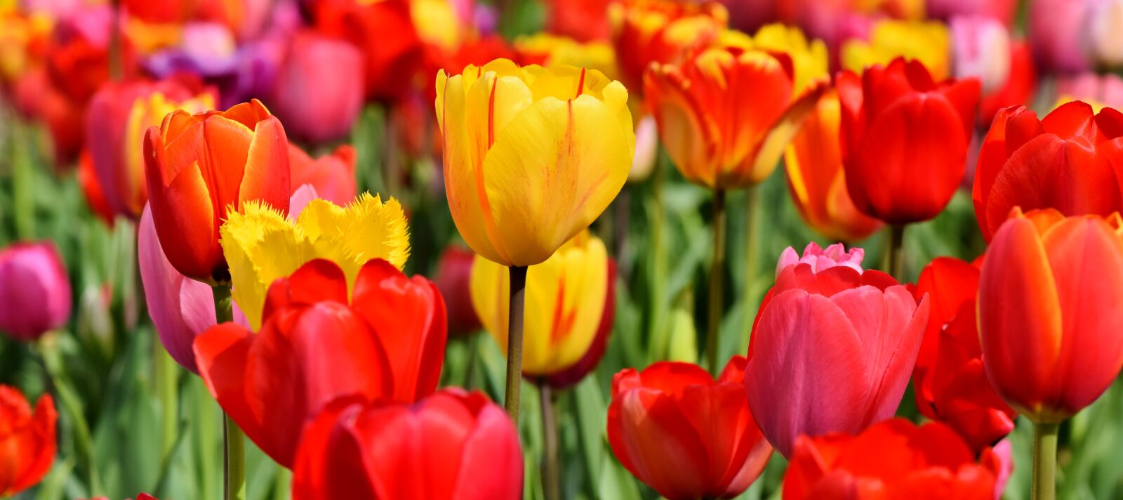 Nikon D7200 sample photo. Tulips, tulip field, tulpenbluete photography
