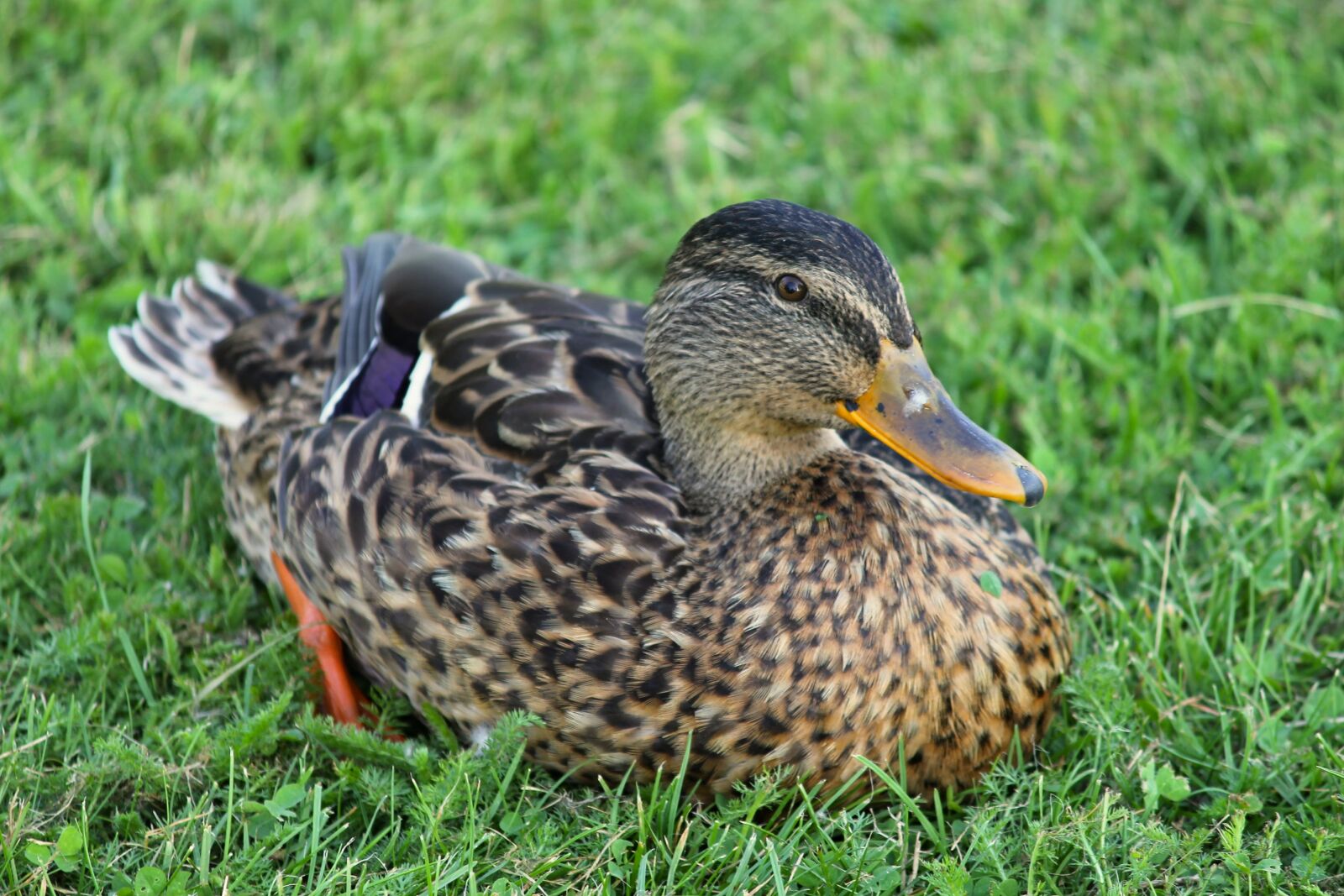 Canon EOS 1100D (EOS Rebel T3 / EOS Kiss X50) sample photo. Duck, mallard, female photography