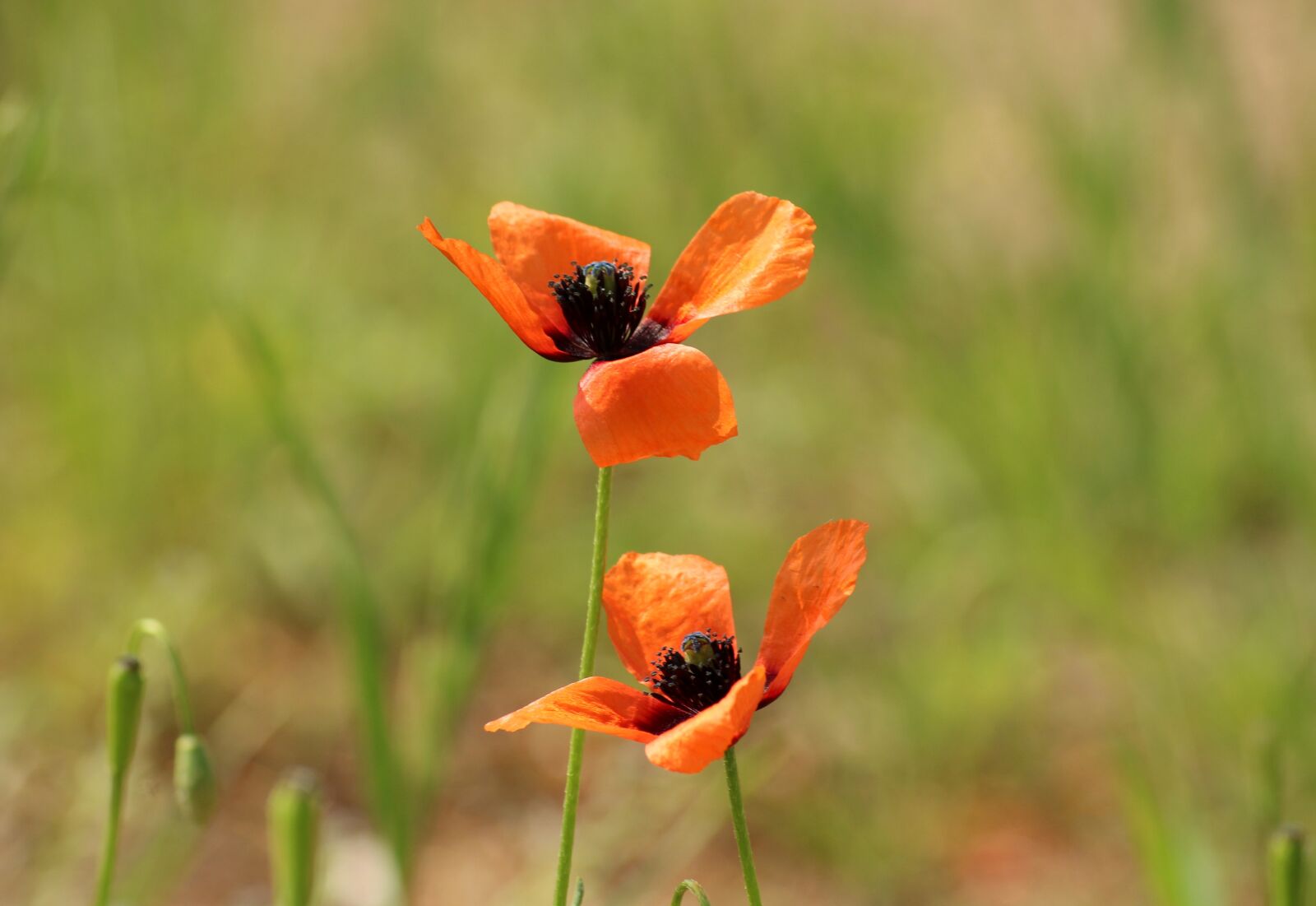 Canon EOS 1200D (EOS Rebel T5 / EOS Kiss X70 / EOS Hi) sample photo. Poppies, poppy flower, wildflowers photography