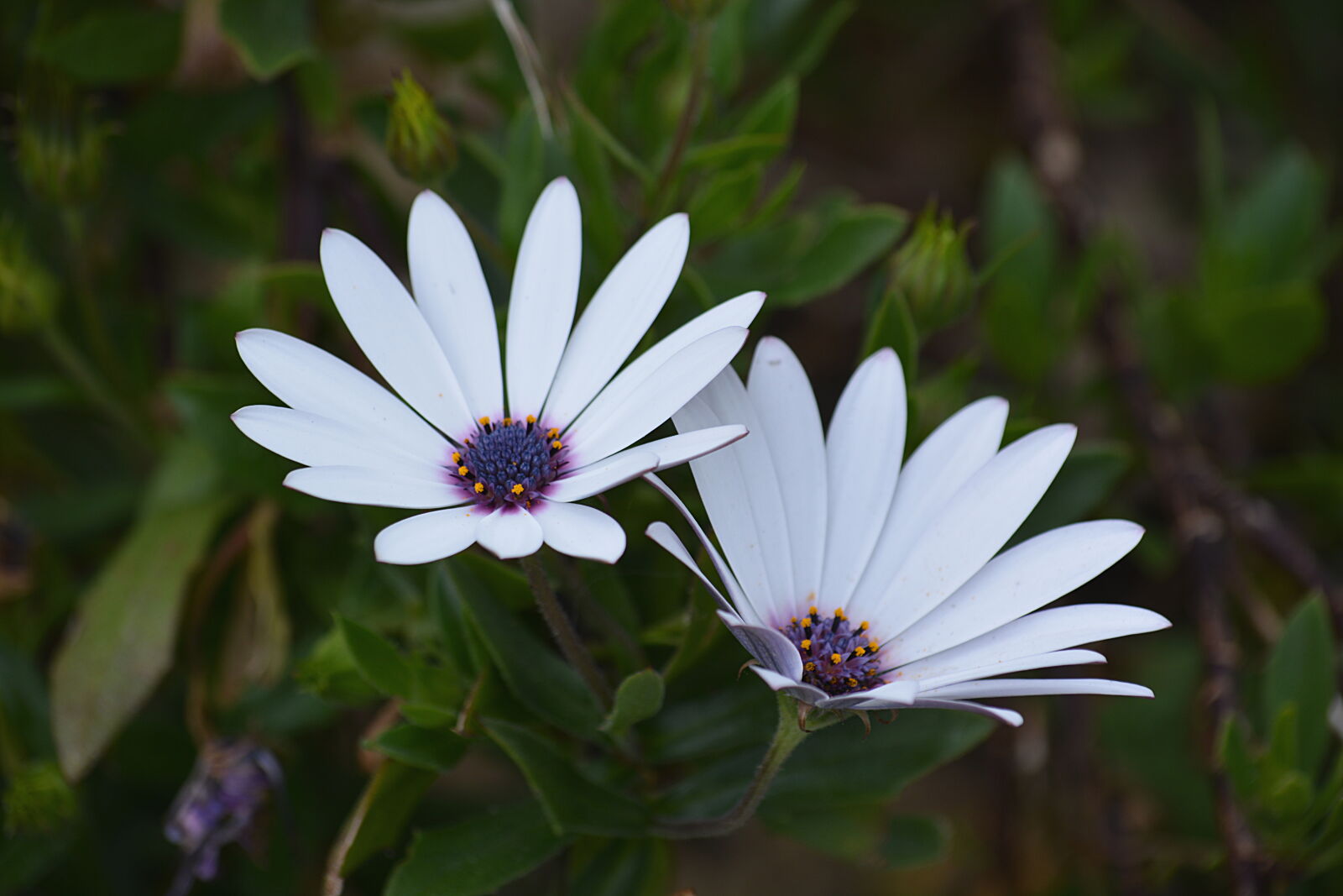 Nikon D5200 sample photo. White, petal, flower photography