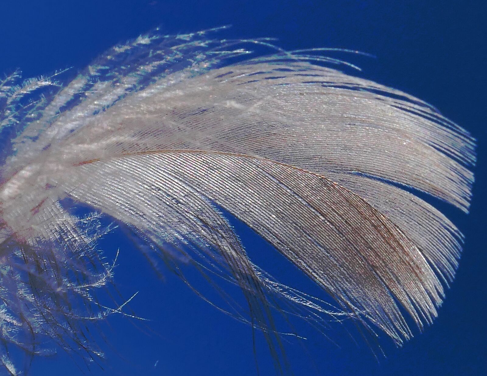 Panasonic Lumix DMC-LX10 (Lumix DMC-LX15) sample photo. Down, feather, lightweight photography