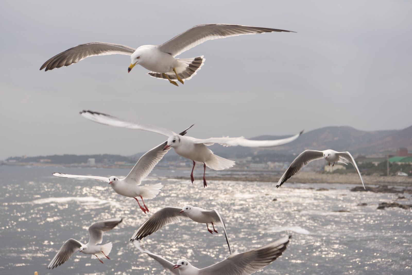 Sony a7 II + Sony FE 28-70mm F3.5-5.6 OSS sample photo. Seagull, sea, birds photography