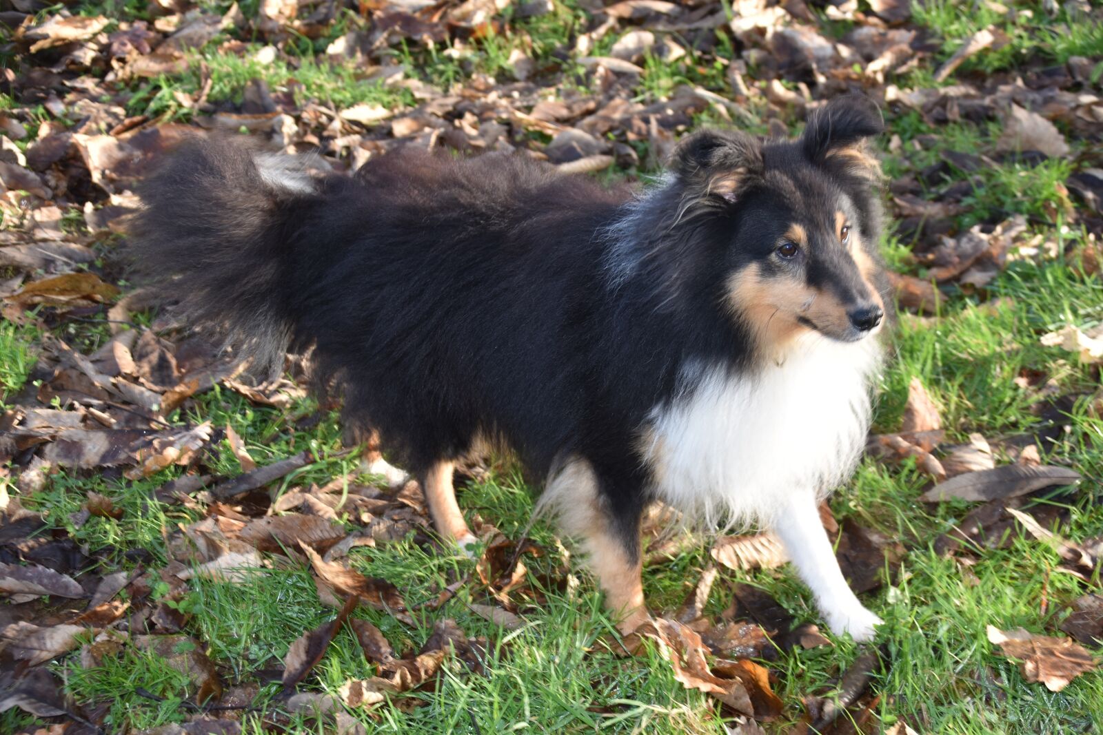 Nikon D5600 sample photo. Dog, dog shetland sheepdog photography