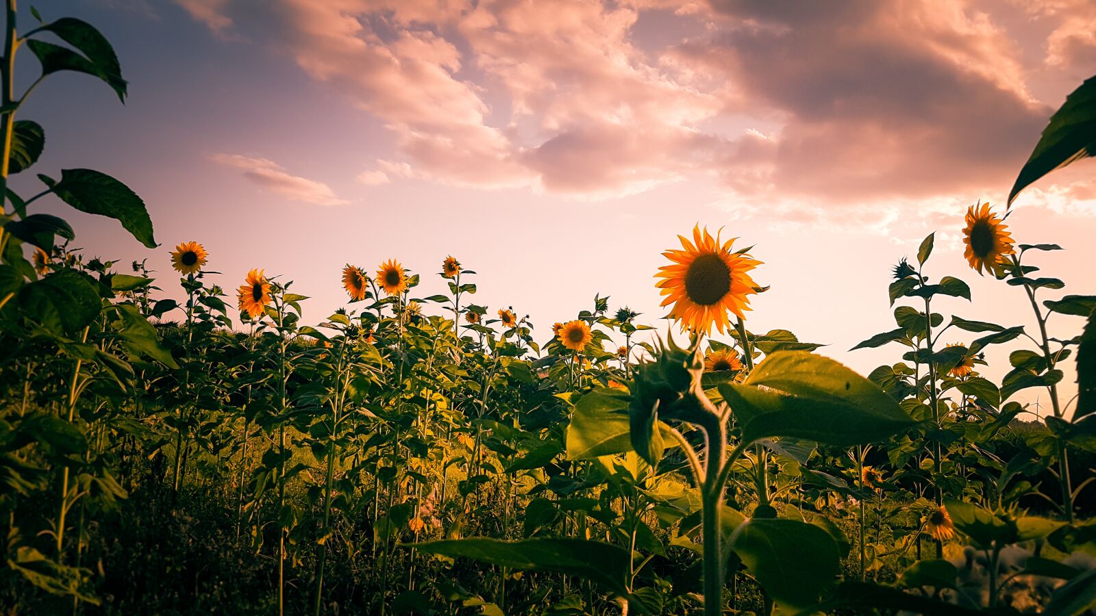 Samsung Galaxy S7 sample photo. Sunflower field, sunflower, late photography