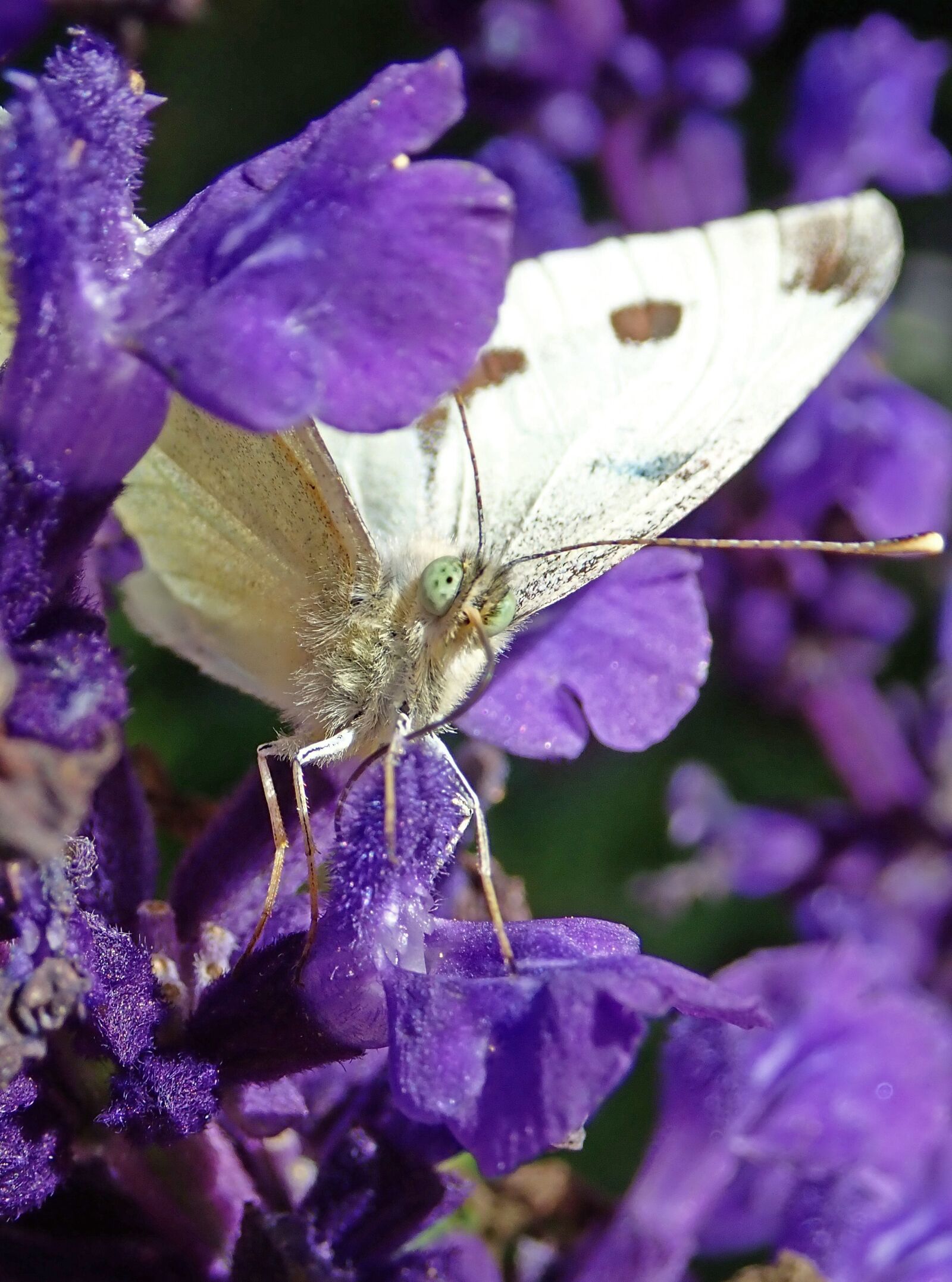 Olympus TG-5 sample photo. White butterfly, purple flowers photography
