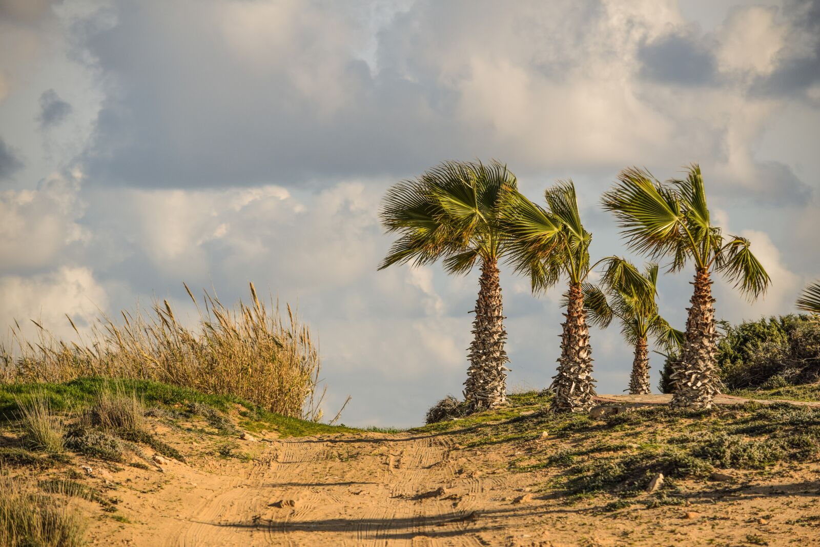 Nikon D3300 sample photo. Dirt road, palm trees photography