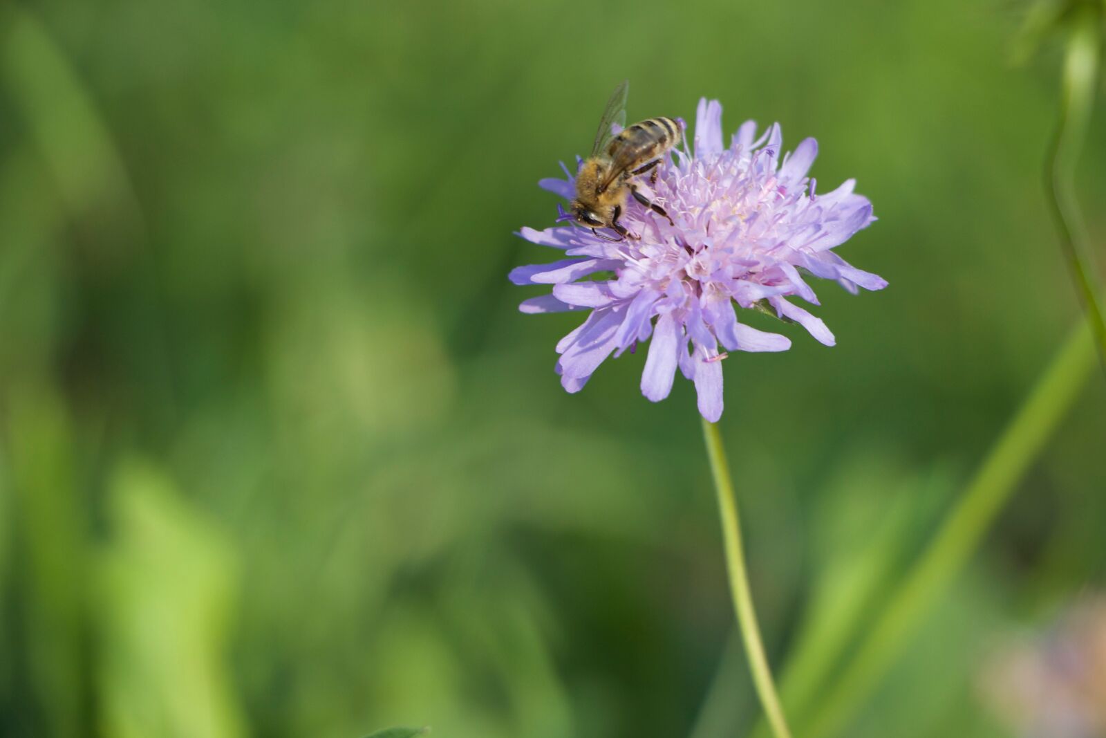 Canon EOS 700D (EOS Rebel T5i / EOS Kiss X7i) sample photo. Nature, rose, bee photography