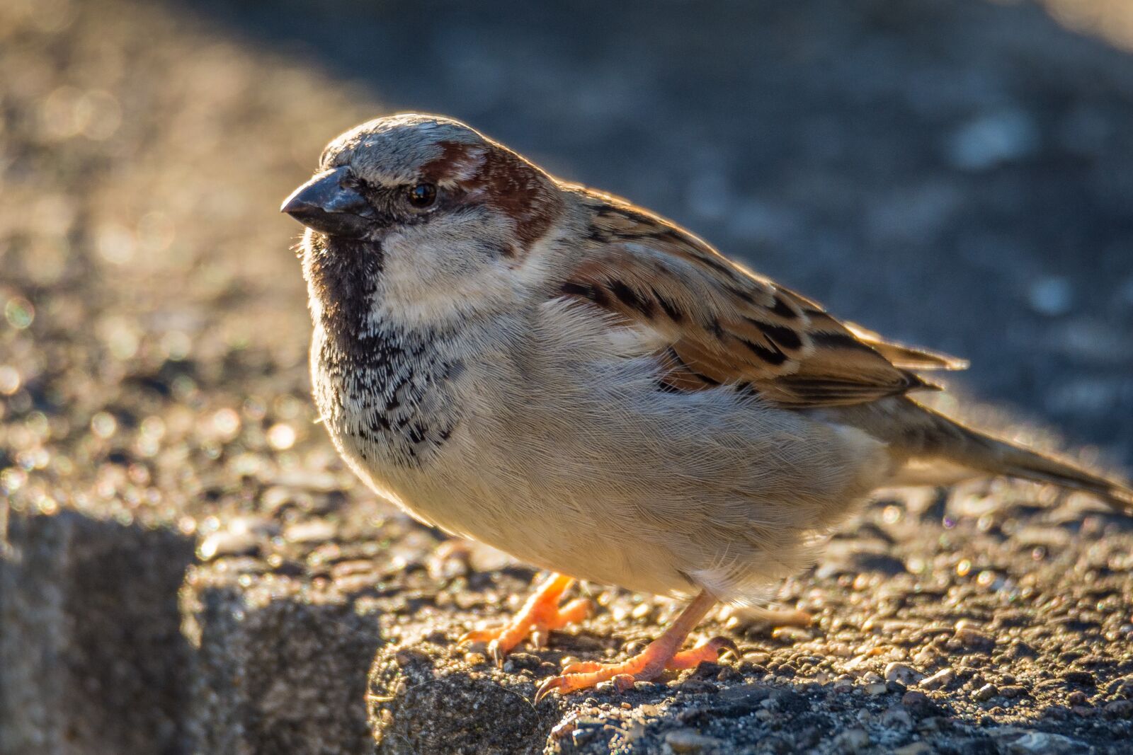 Nikon D7200 sample photo. Sperling, sparrow, bird photography