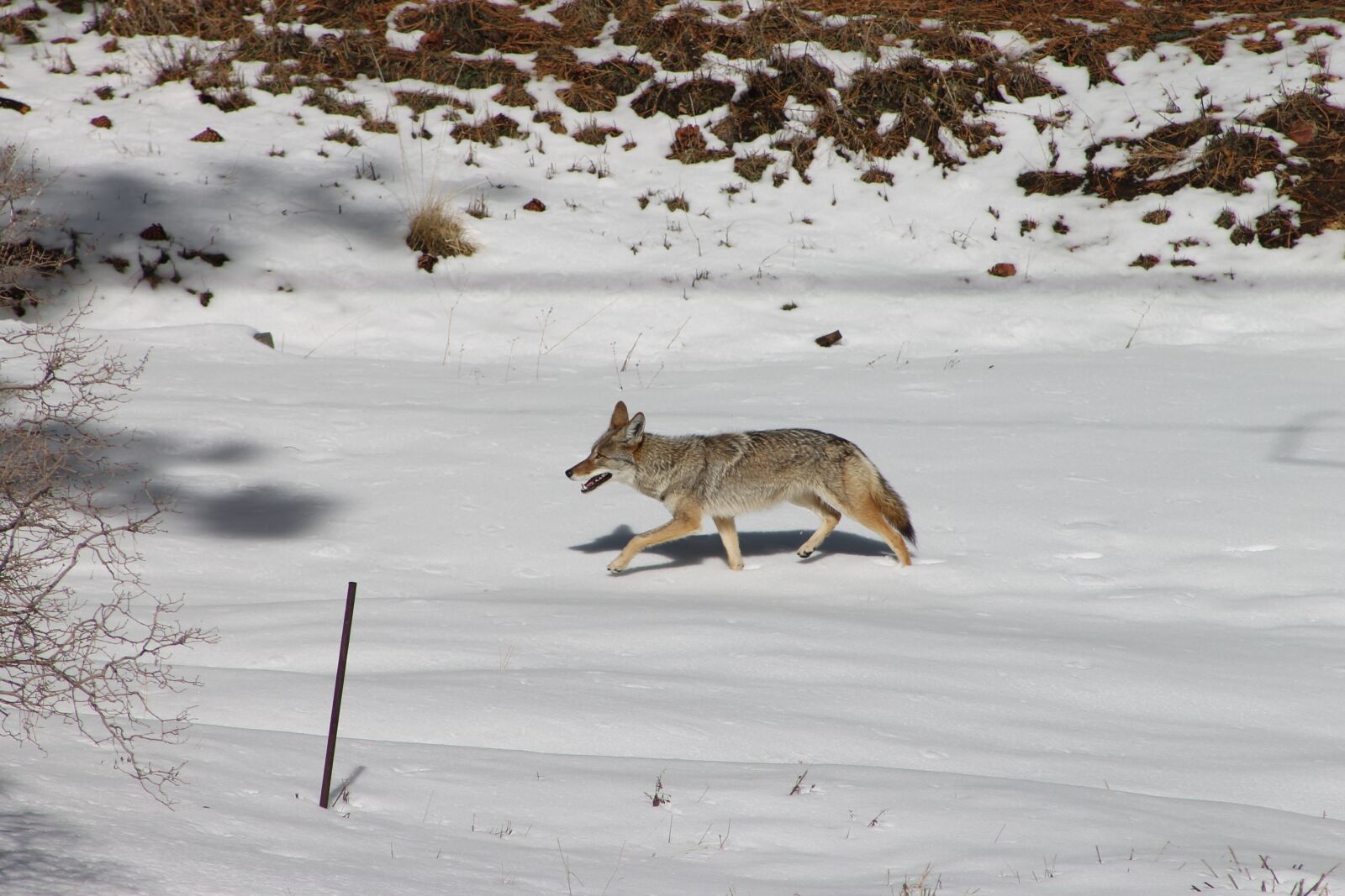 Canon EF 75-300mm f/4-5.6 sample photo. Coyote, animal, winter photography