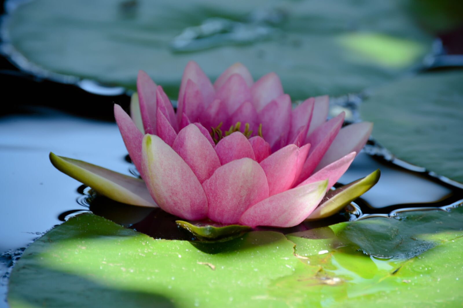 Nikon D3200 sample photo. Water, lily, flower photography