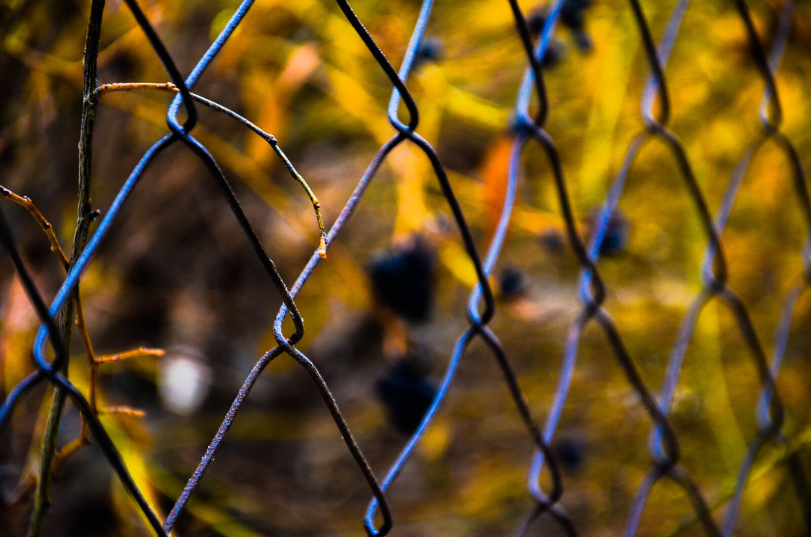 Nikon D5100 sample photo