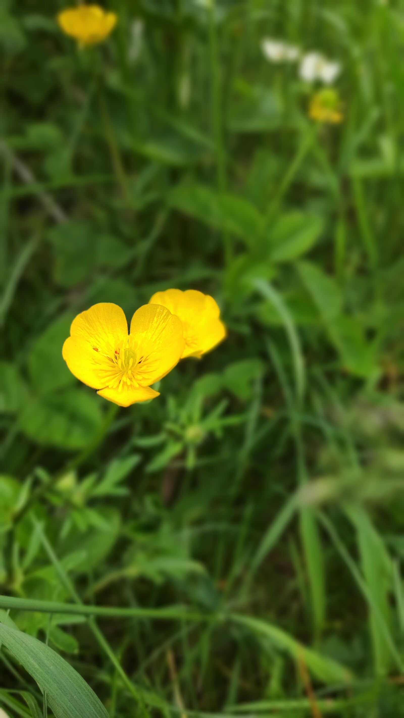 Xiaomi MI CC 9 sample photo. Flower, yellow, green photography