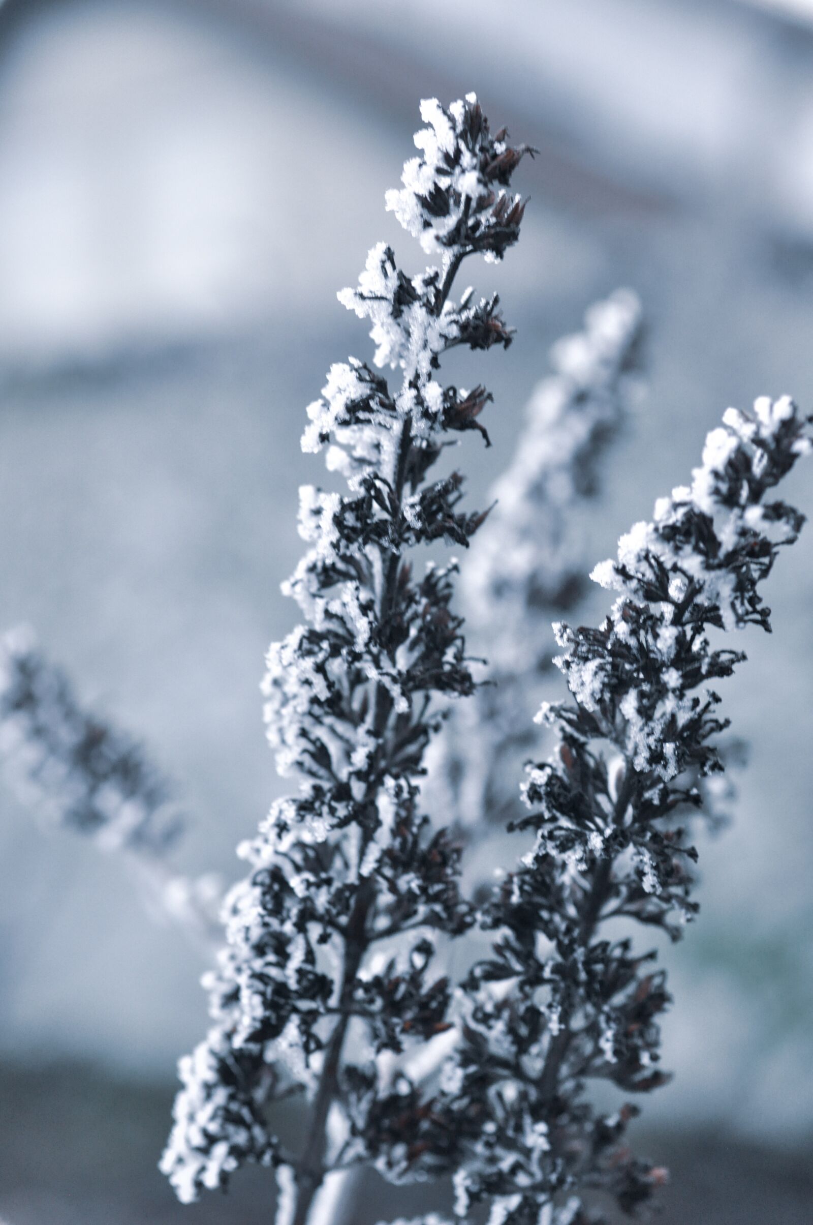 Nikon D90 sample photo. Winter, fruits, tree photography